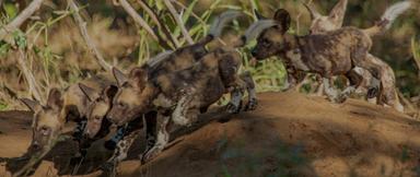 A pack of African wild dog pups marching together