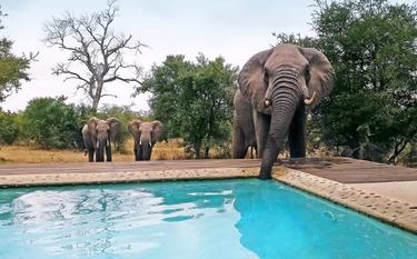 Leopard Hills elephant drinking from the pool