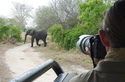 A guest taking photos of a elephant walking over the road in Gorongosa Park