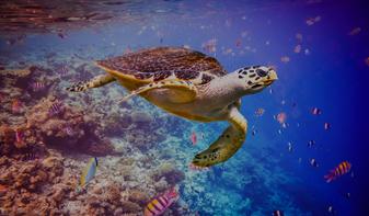 A turtle swimming in the ocean of Mozambique