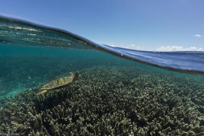 A turtle swimming in the Bazaruto waters in Mozambique
