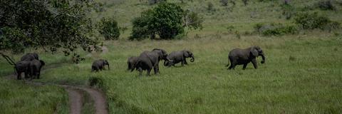 a herd of elephants going through the bush