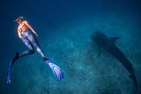 a woman diving with a whale shark in Mozambique