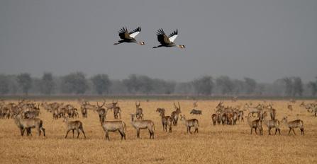 waterbuck herd in Gorongosa