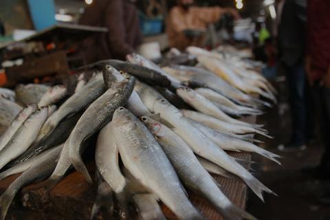 Fresh fish on display at the Fish market in Maputo