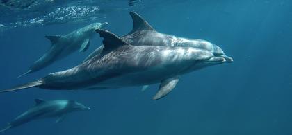 A pod of dolphins swimming in Mozambique